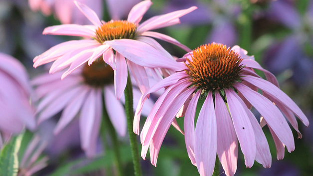 Sonnenhut (Echinacea). BILDER JUDITH SUPPER