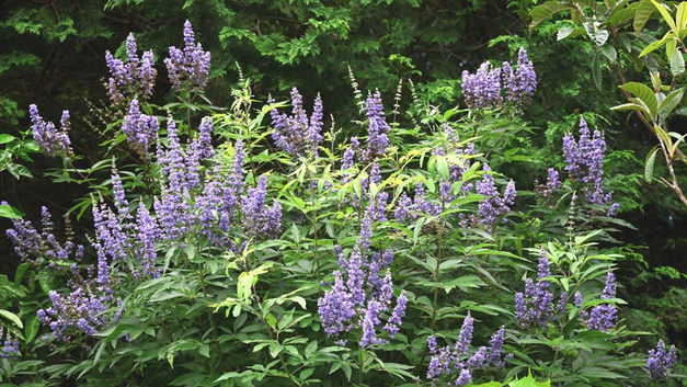 Mönchspfeffer (Vitex agnus-castus). BILD TAMU – STOCK.ADOBE.COM