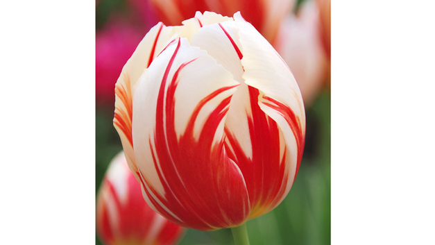 BILD JARDIN SUISSE
